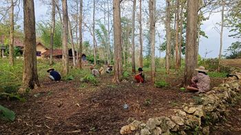 Masyarakat Gunungkidul tengah mengumpulkan ulat jati untuk kemudian diolah menjadi makanan sumber protein tinggi. 