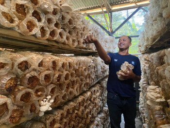 Pentingnya Taktik Mitigasi Risiko Kegagalan Usaha Ketahanan Pangan BUMDes
