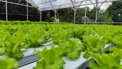 Kebangkitan BUMDes Manggala Karya, Desa Cendono, Kudus dari Kegagalan Pahit Masa Lalu Kebangkitan BUMDes Manggala Karya, Desa Cendono, Kudus dari Kegagalan Pahit Masa Lalu